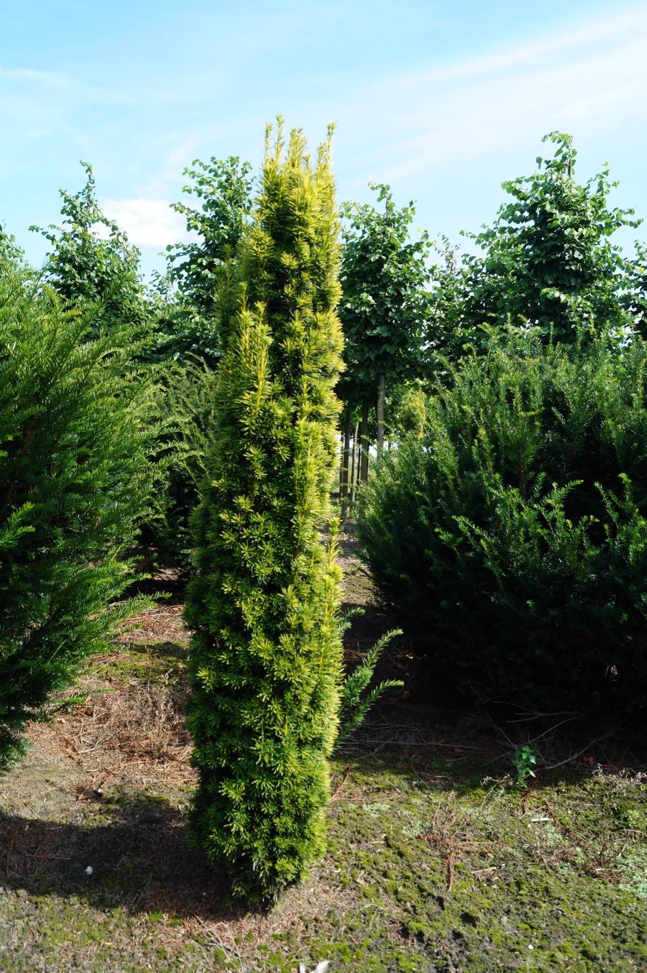 Taxus baccata 'David'